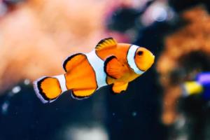 2022年卡塔尔世界杯亚洲区预选赛晋级规则全解析世界杯亚洲区预选赛晋级规则